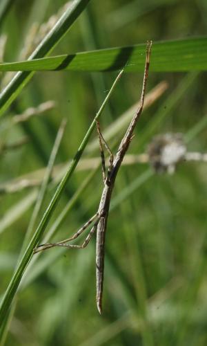 Clonopsis gallica